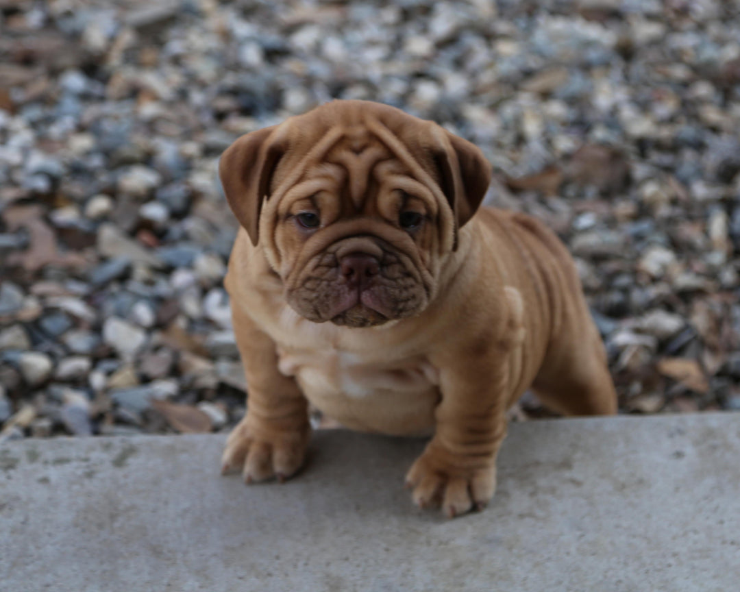 CINNABUN  Cinnamon Fawn Bulldog Female | Extra Cute   SOLD
