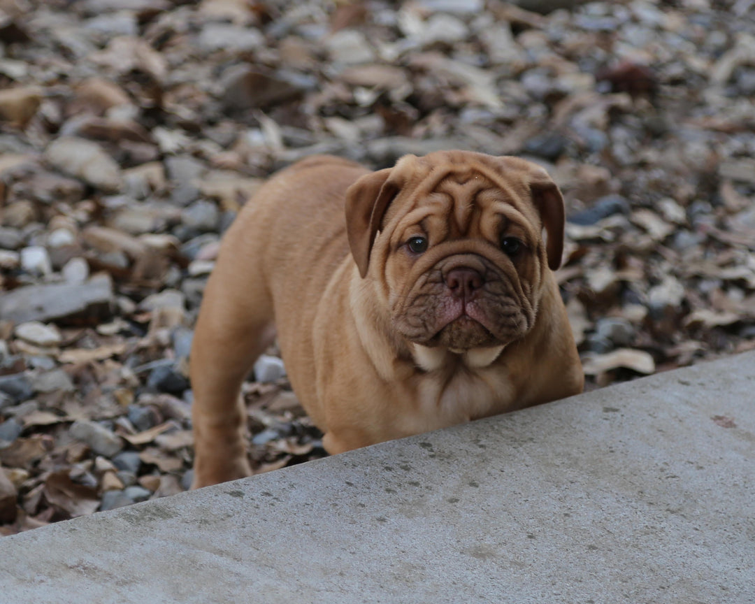 CINNABUN  Cinnamon Fawn Bulldog Female | Extra Cute   SOLD