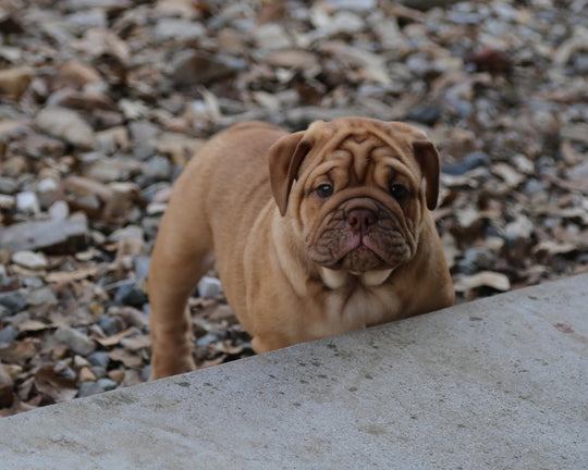 CINNABUN  Cinnamon Fawn Bulldog Female | Extra Cute   SOLD