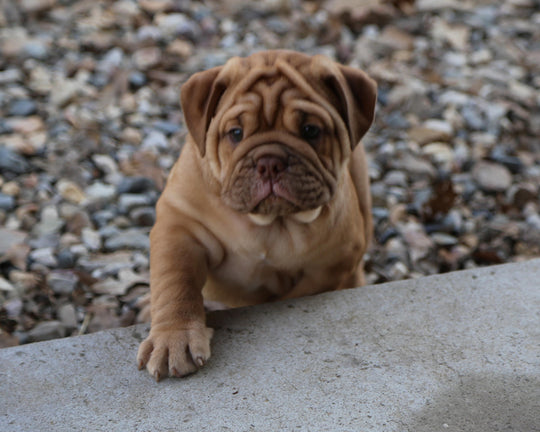 CINNABUN  Cinnamon Fawn Bulldog Female | Extra Cute   SOLD