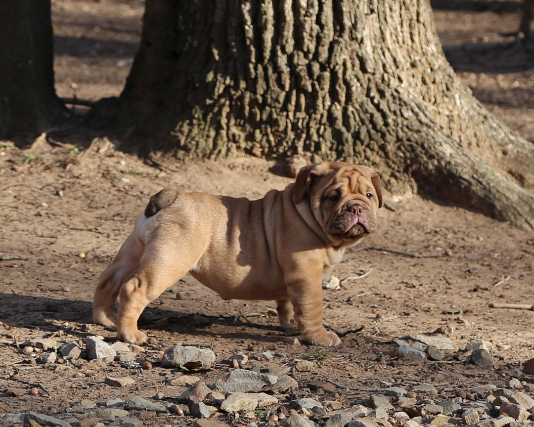 CINNABUN  Cinnamon Fawn Bulldog Female | Extra Cute   SOLD