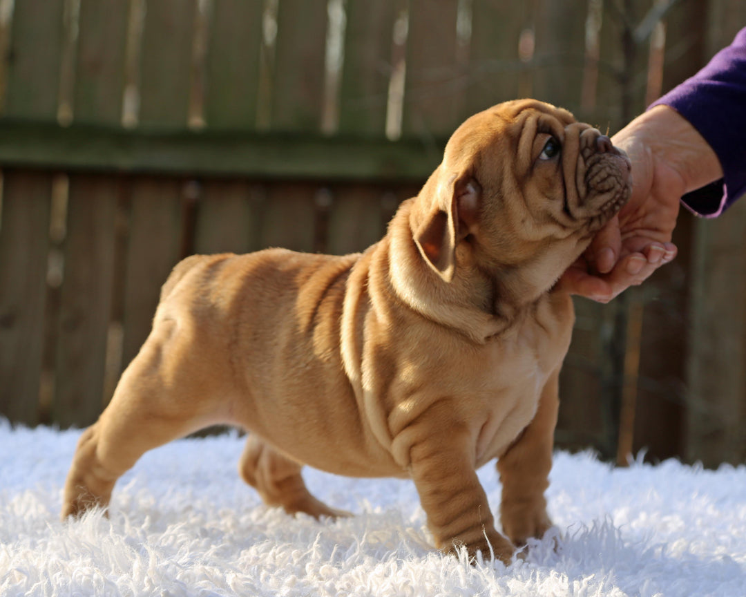 CINNABUN  Cinnamon Fawn Bulldog Female | Extra Cute   SOLD