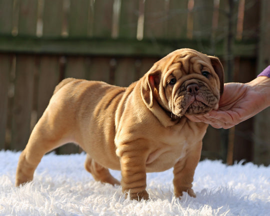 CINNABUN  Cinnamon Fawn Bulldog Female | Extra Cute   SOLD