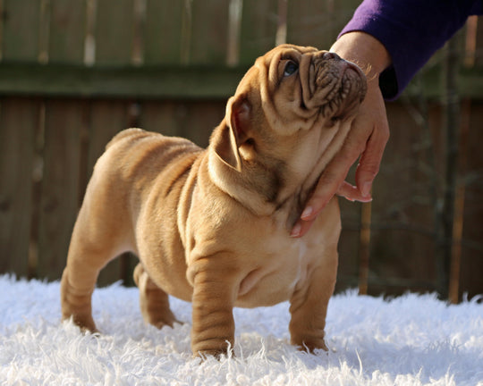 CINNABUN  Cinnamon Fawn Bulldog Female | Extra Cute   SOLD