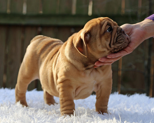 CINNABUN  Cinnamon Fawn Bulldog Female | Extra Cute   SOLD