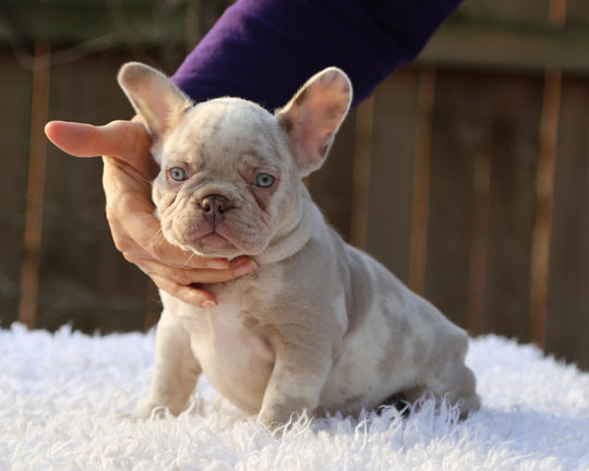 ❄️ FROSTBITE  Lilac Merle Frenchie Male | Polar Blue Eyes