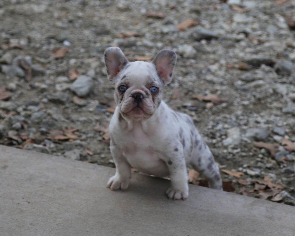❄️ BLIZZARD  Grey Merle Frenchie Female | Polar Blue Eyes