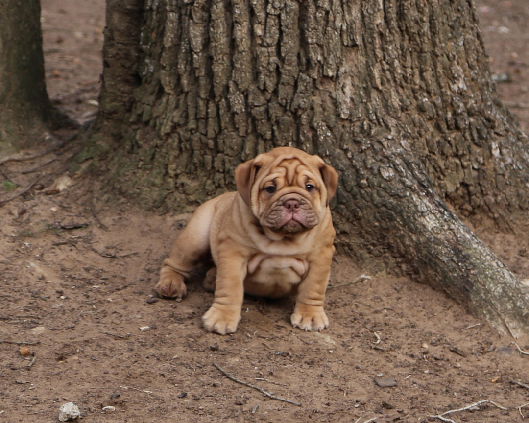 CINNABUN  Cinnamon Fawn Bulldog Female | Extra Cute   SOLD
