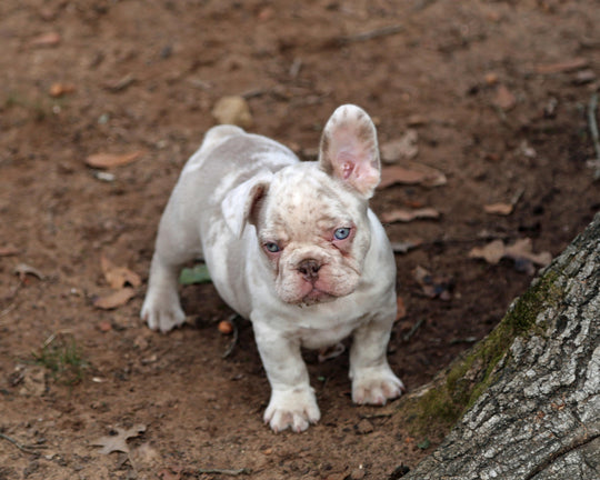 ❄️ FROSTBITE  Lilac Merle Frenchie Male | Polar Blue Eyes
