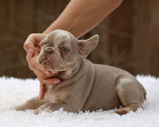 ❄️ SKYE  Lilac Merle Tri Frenchie Female | Polar Blue Eyes