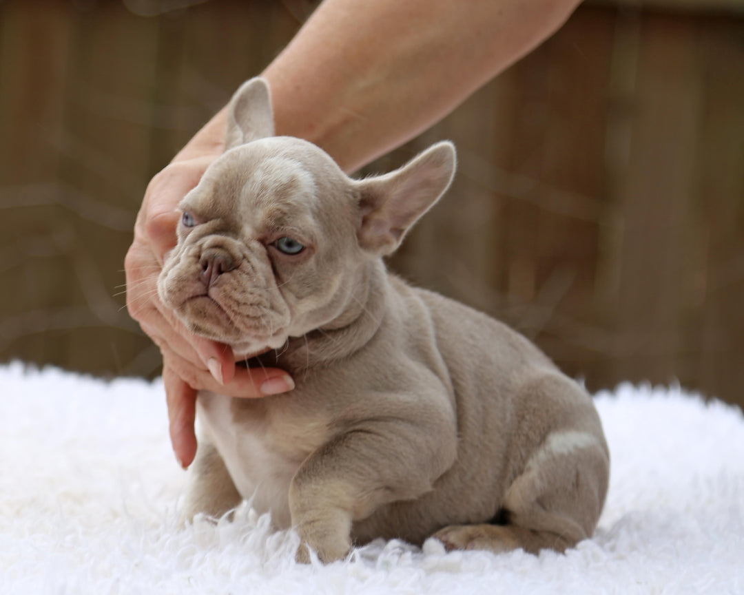 ❄️ SKYE  Lilac Merle Tri Frenchie Female | Polar Blue Eyes