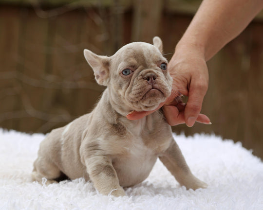 ❄️ SKYE  Lilac Merle Tri Frenchie Female | Polar Blue Eyes
