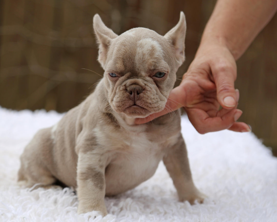 ❄️ SKYE  Lilac Merle Tri Frenchie Female | Polar Blue Eyes
