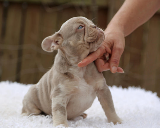 ❄️ SKYE  Lilac Merle Tri Frenchie Female | Polar Blue Eyes