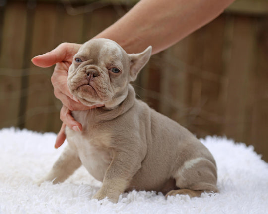 ❄️ SKYE  Lilac Merle Tri Frenchie Female | Polar Blue Eyes