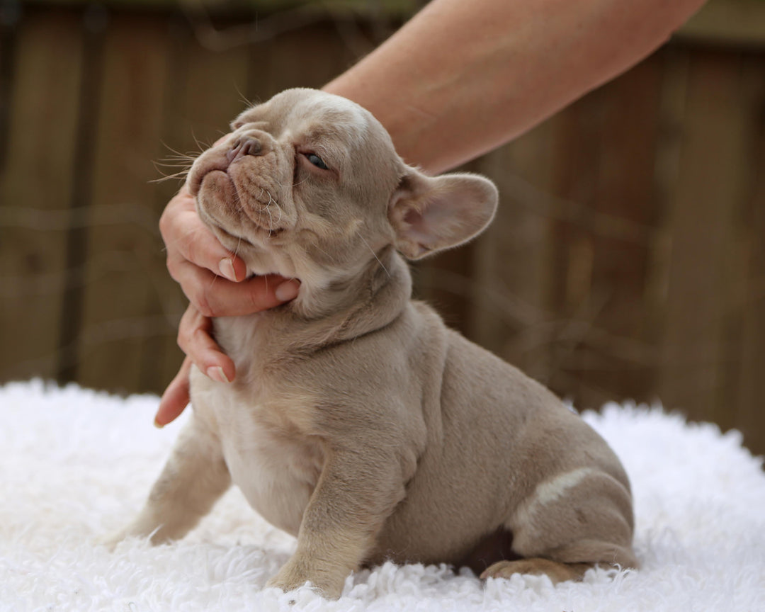 ❄️ SKYE  Lilac Merle Tri Frenchie Female | Polar Blue Eyes