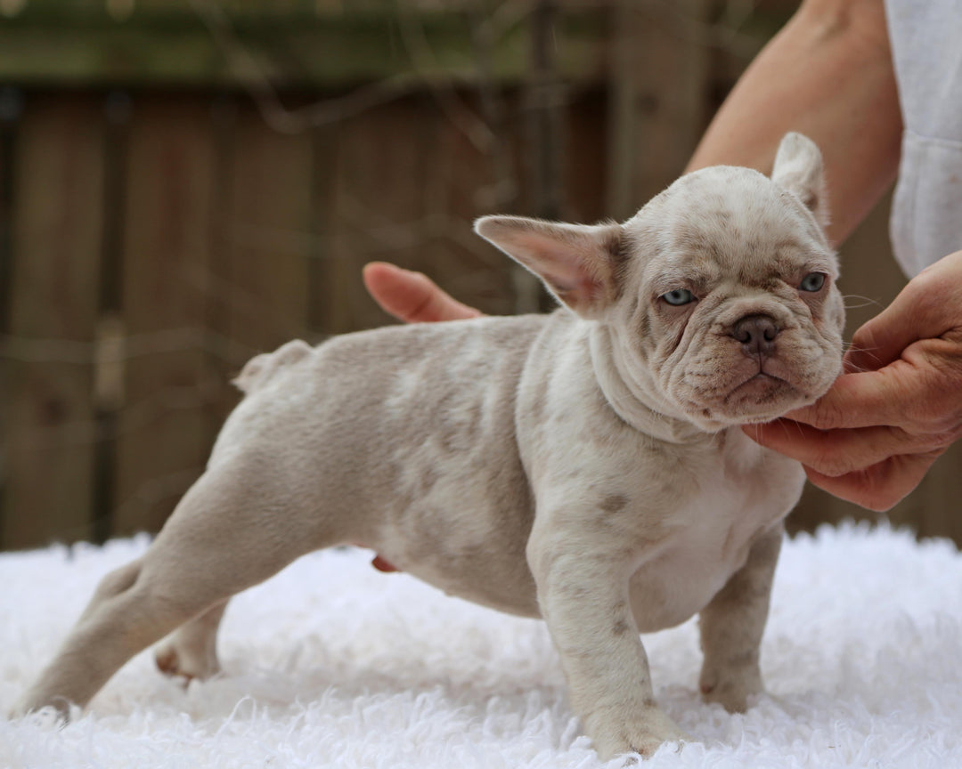 ❄️ FROSTBITE  Lilac Merle Frenchie Male | Polar Blue Eyes