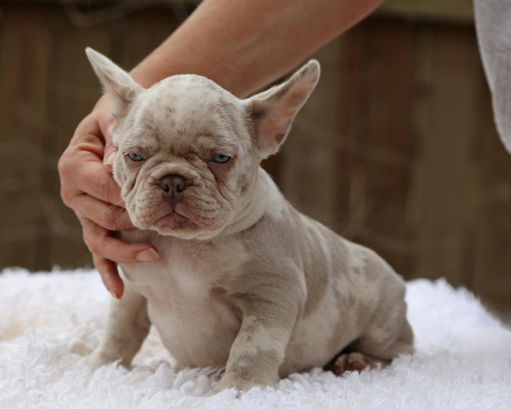 ❄️ FROSTBITE  Lilac Merle Frenchie Male | Polar Blue Eyes