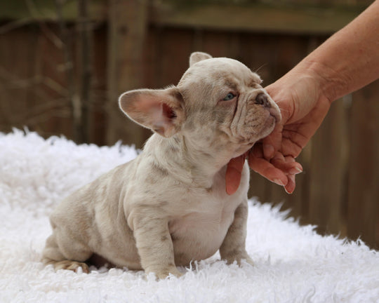 ❄️ FROSTBITE  Lilac Merle Frenchie Male | Polar Blue Eyes