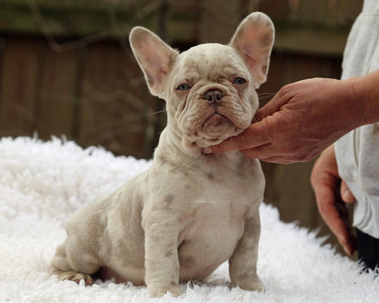 ❄️ FROSTBITE  Lilac Merle Frenchie Male | Polar Blue Eyes