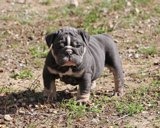Indigo Cruz!  Blue Tri Bulldog Male / Balanced, Confident   SOLD