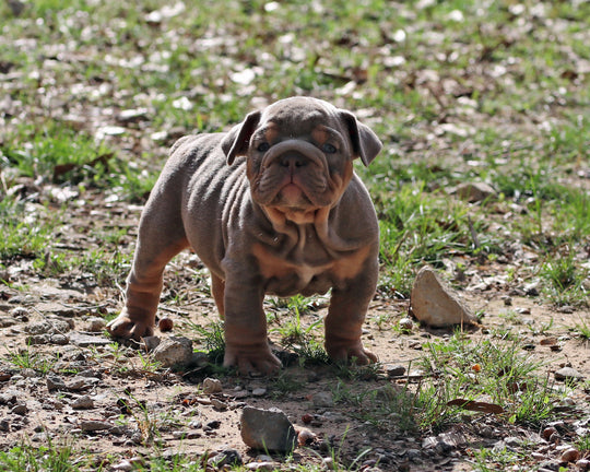 Amaretto!  Lilac Tri Bulldog Male /Unique, Dashing & Extra Sweet   RESERVED