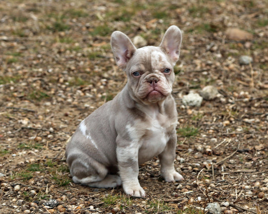 ❄️ SKYE  Lilac Merle Tri Frenchie Female | Polar Blue Eyes