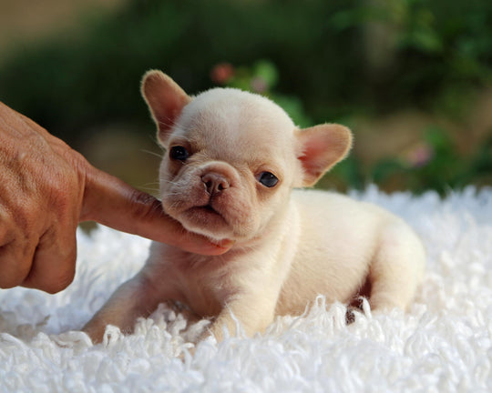 BRONX!  Handsome White French Bulldog, Male