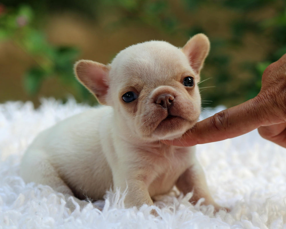 BRONX!  Handsome White French Bulldog, Male