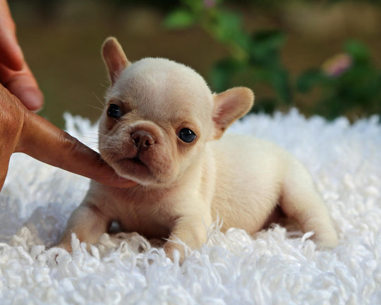 BRONX!  Handsome White French Bulldog, Male