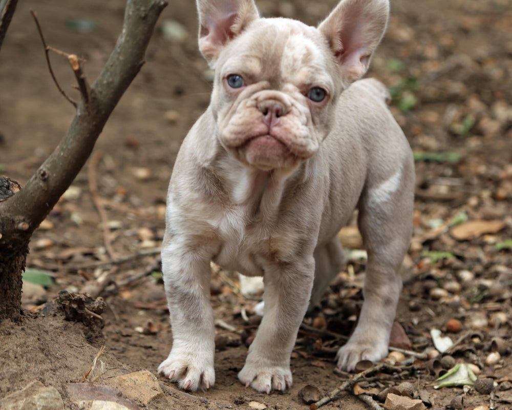 ❄️ SKYE  Lilac Merle Tri Frenchie Female | Polar Blue Eyes
