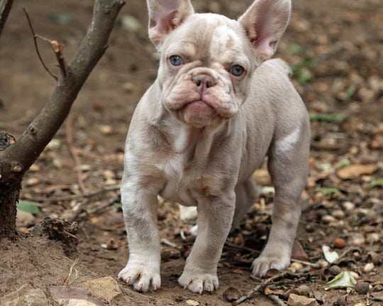 ❄️ SKYE  Lilac Merle Tri Frenchie Female | Polar Blue Eyes