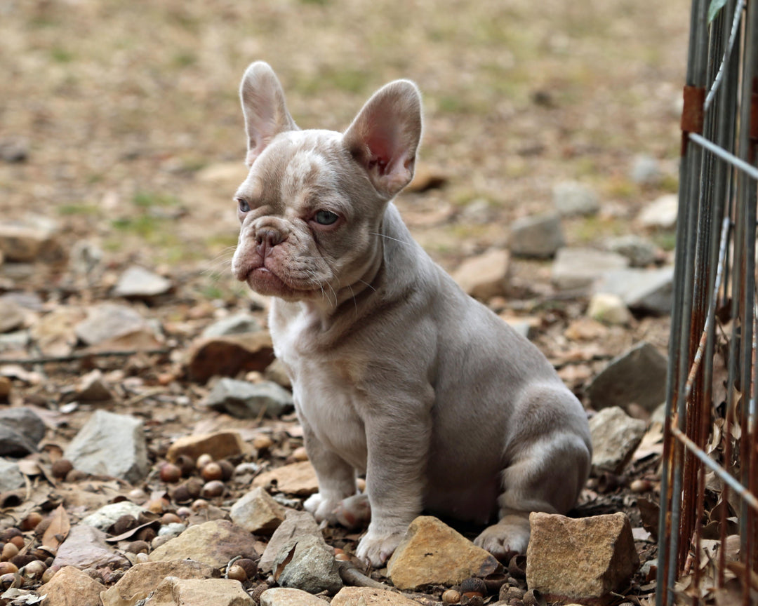 ❄️ SKYE  Lilac Merle Tri Frenchie Female | Polar Blue Eyes