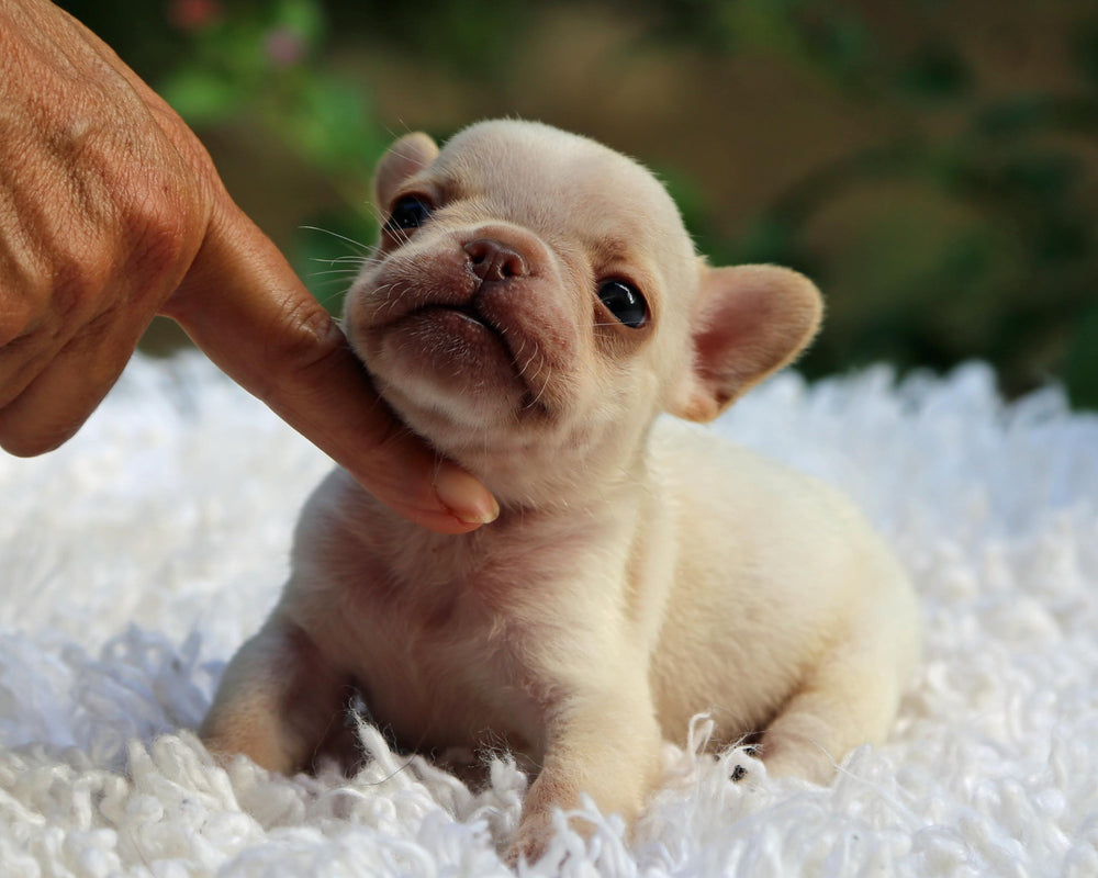 MIAMI! Striking Creme French Bulldog, Male