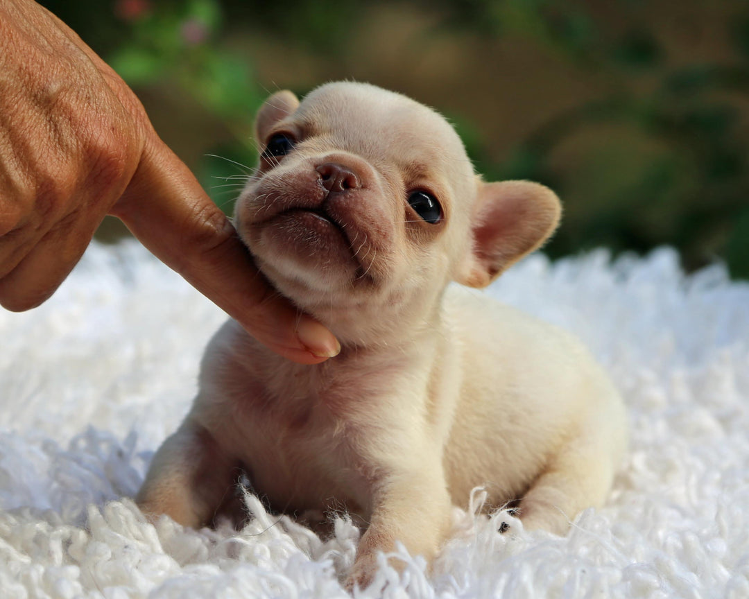MIAMI! Striking Creme French Bulldog, Male