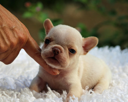 MIAMI! Striking Creme French Bulldog, Male