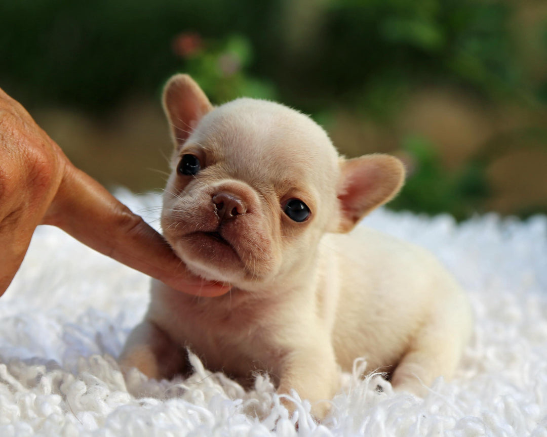 MIAMI! Striking Creme French Bulldog, Male