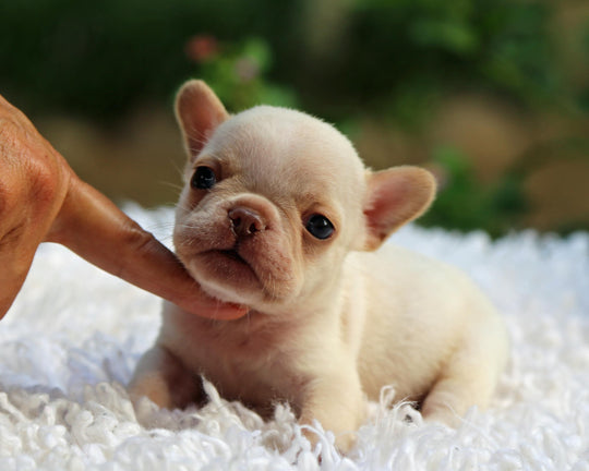 MIAMI! Striking Creme French Bulldog, Male