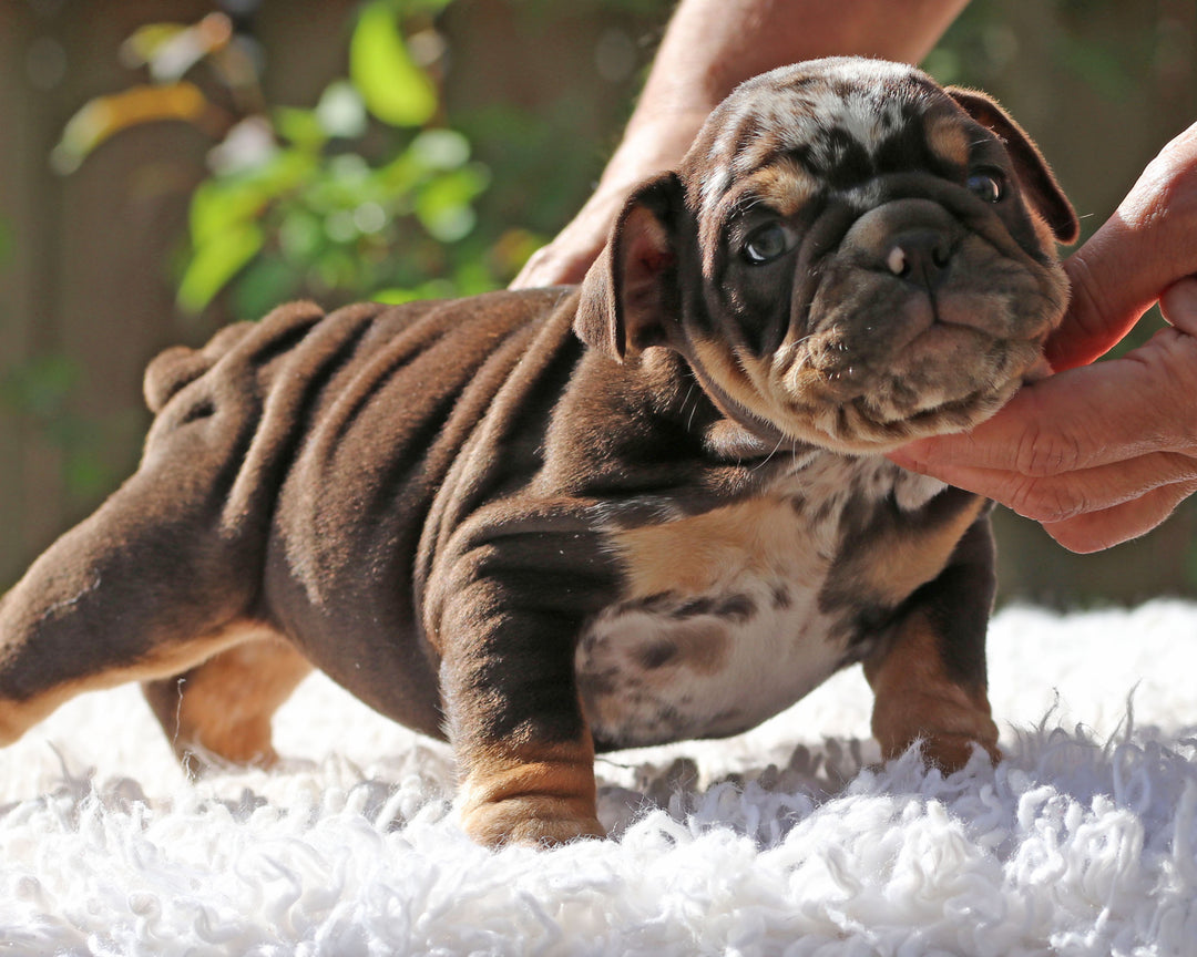 Gelato! Chocolate Merle Bulldog Female with Tan Points / Soulful & Refined