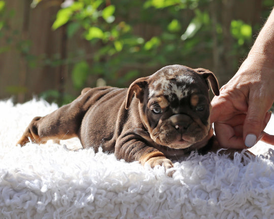 Gelato! Chocolate Merle Bulldog Female with Tan Points / Soulful & Refined