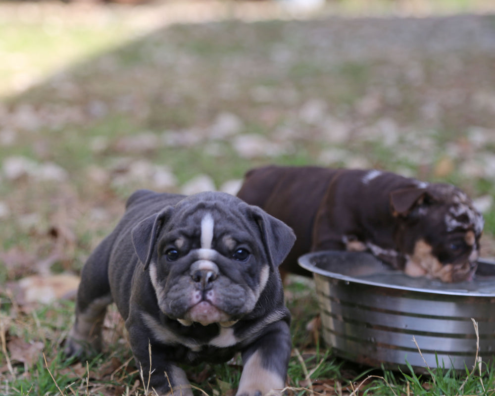 Indigo Cruz!  Blue Tri Bulldog Male / Balanced, Confident