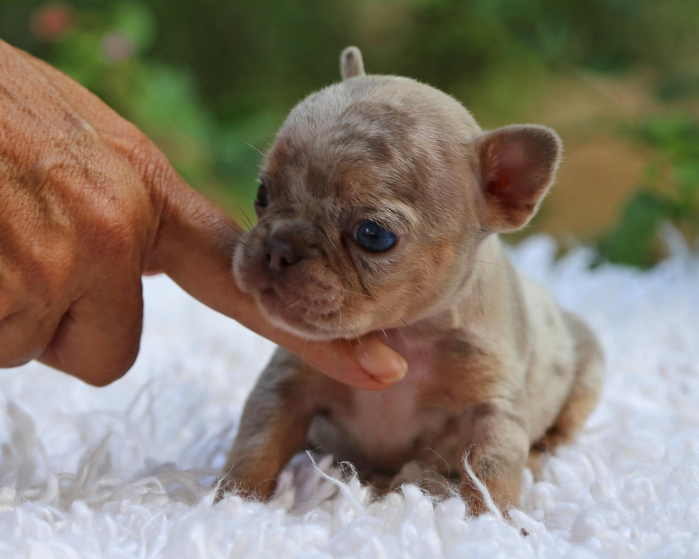 PHOENIX! Enchanting Isabella Merle French Bulldog, Female