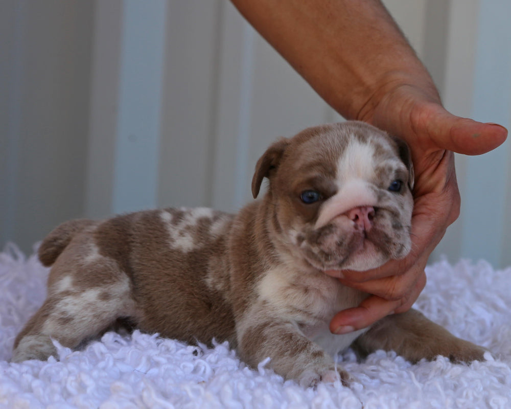 CAIRO! Lilac Tri Merle Bulldog Male / Bold, Confident & Solid
