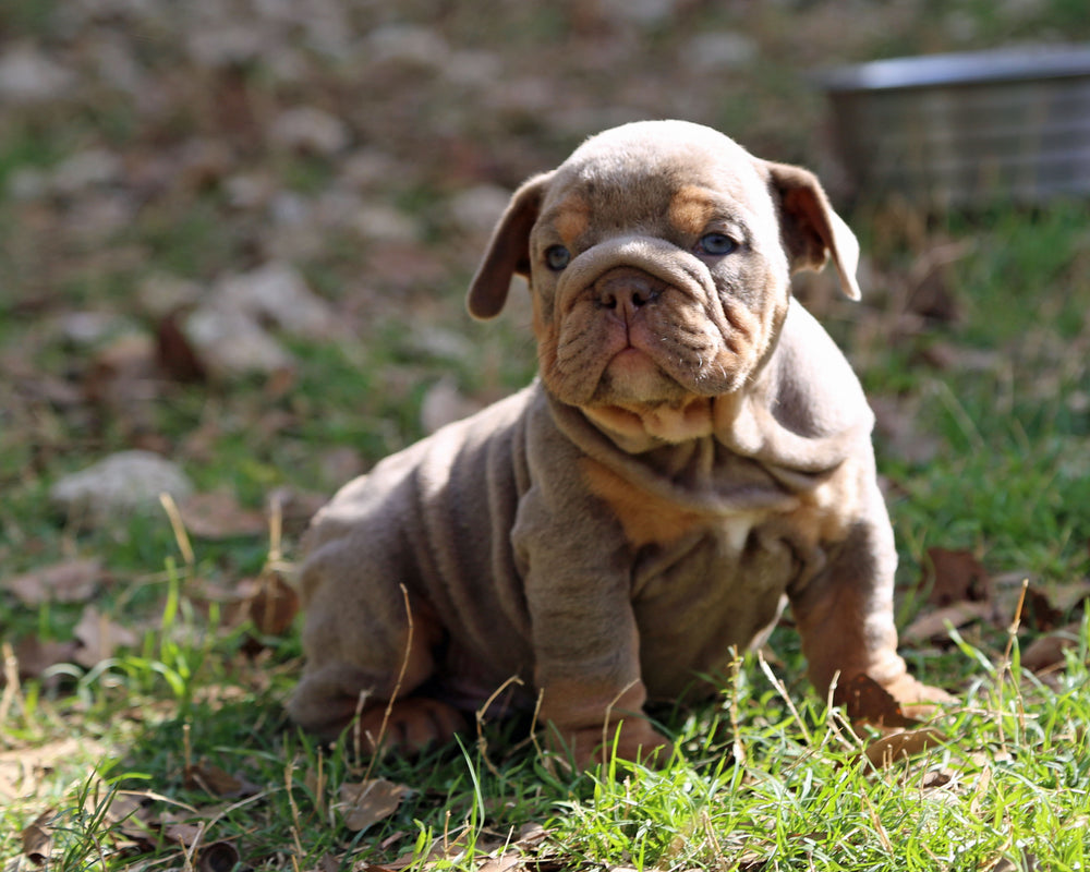 Amaretto!  Lilac Tri Bulldog Male /Unique, Dashing & Extra Sweet