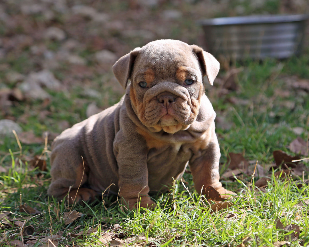 Amaretto!  Lilac Tri Bulldog Male /Unique, Dashing & Extra Sweet   RESERVED