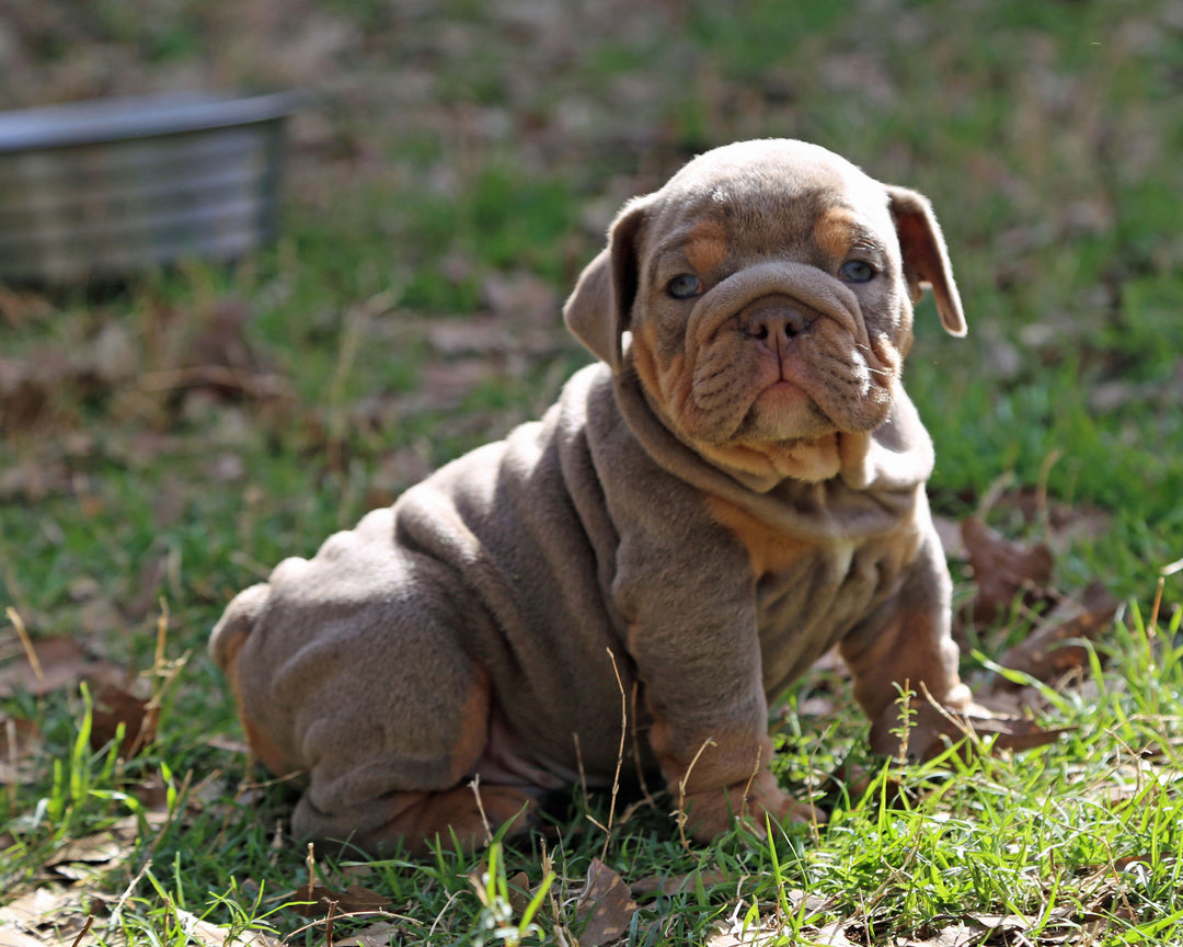 Amaretto!  Lilac Tri Bulldog Male /Unique, Dashing & Extra Sweet   RESERVED