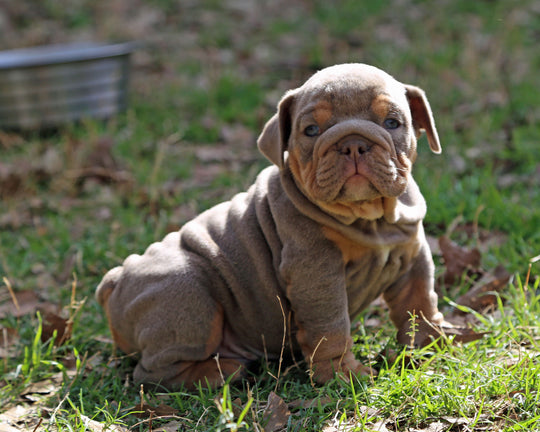 Amaretto!  Lilac Tri Bulldog Male /Unique, Dashing & Extra Sweet   RESERVED