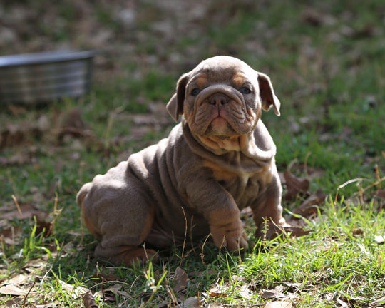 Amaretto!  Lilac Tri Bulldog Male /Unique, Dashing & Extra Sweet   RESERVED
