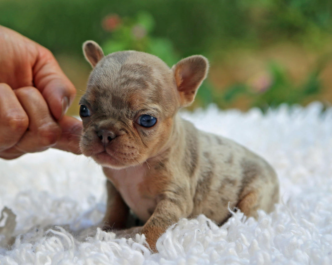 PHOENIX! Enchanting Isabella Merle French Bulldog, Female