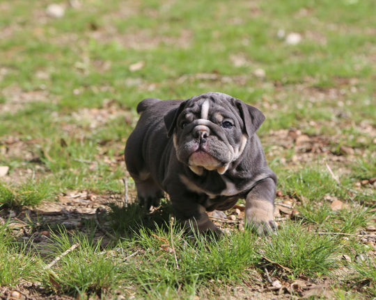 Indigo Cruz!  Blue Tri Bulldog Male / Balanced, Confident   SOLD